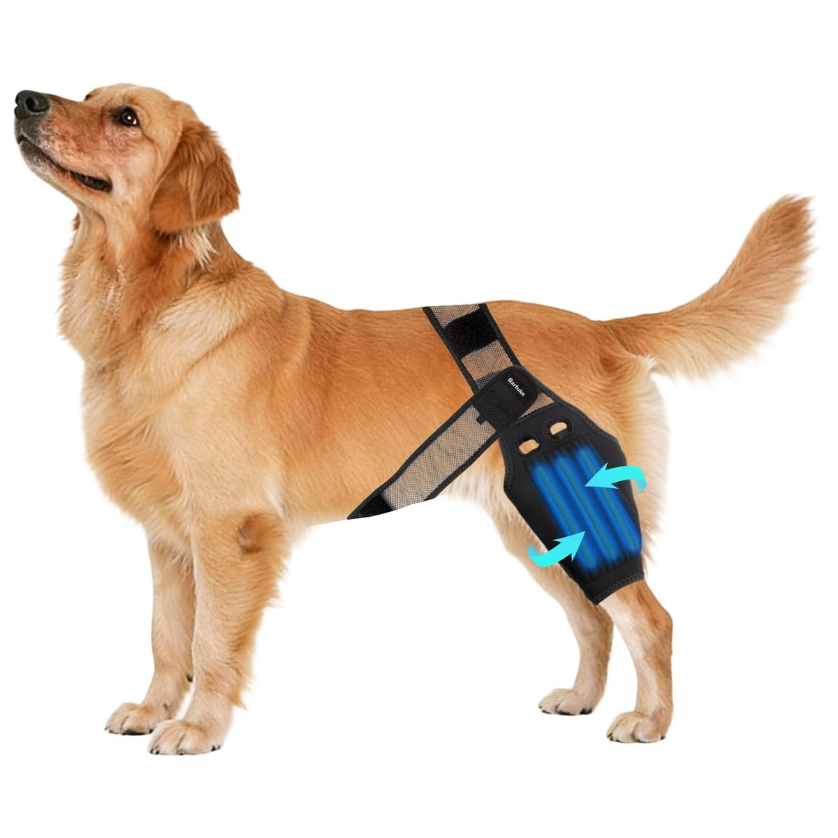 Dog Knee Brace Torn ACL
